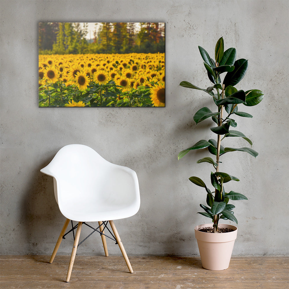 Sunflower Summer Canvas Print