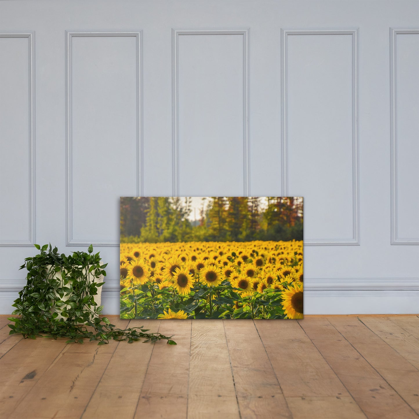 Sunflower Summer Canvas Print
