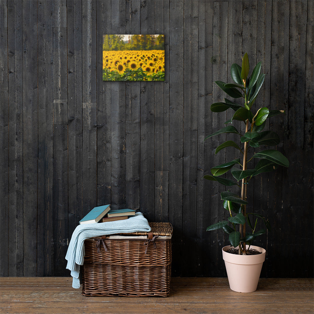 Sunflower Summer Canvas Print