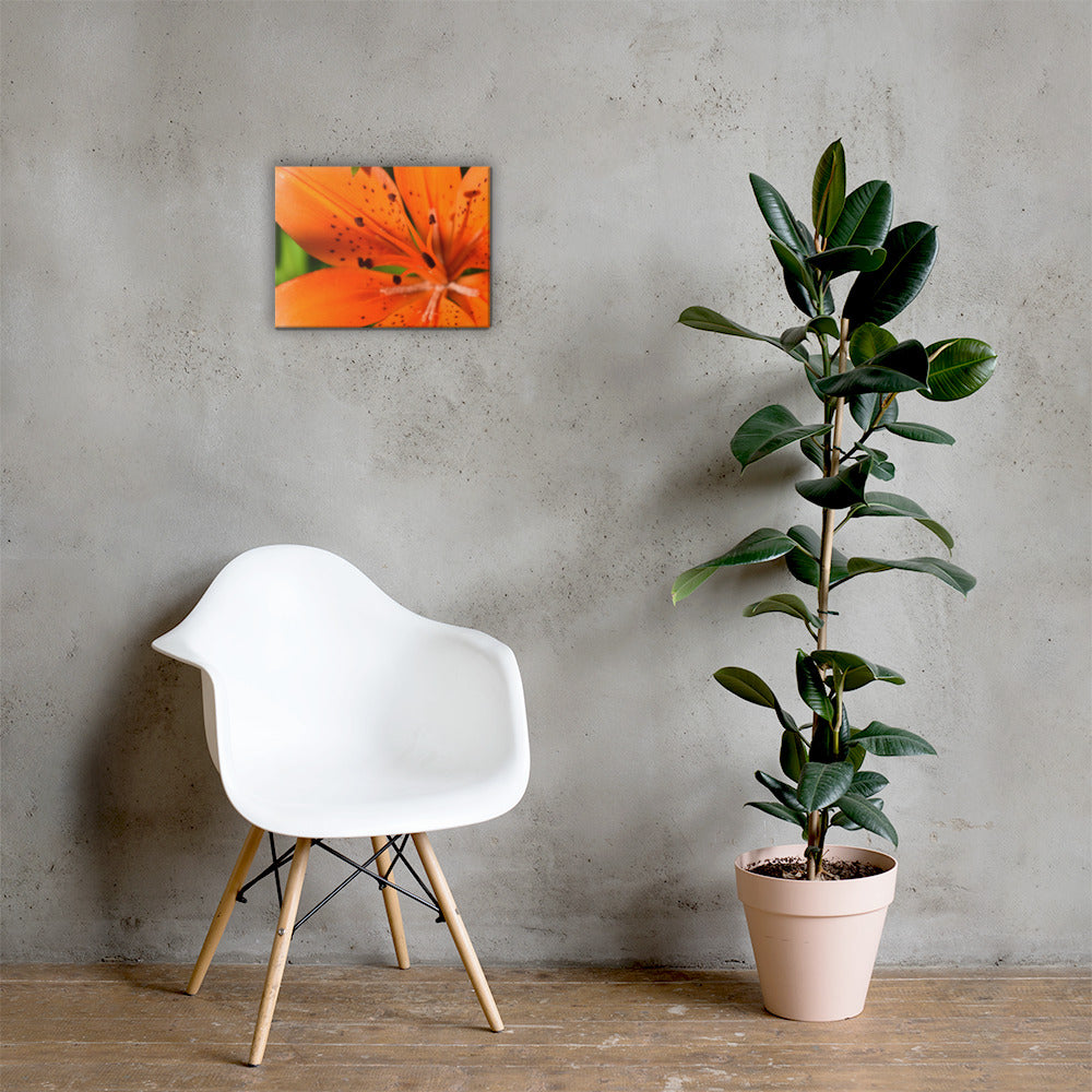 June Wildflower Canvas Print