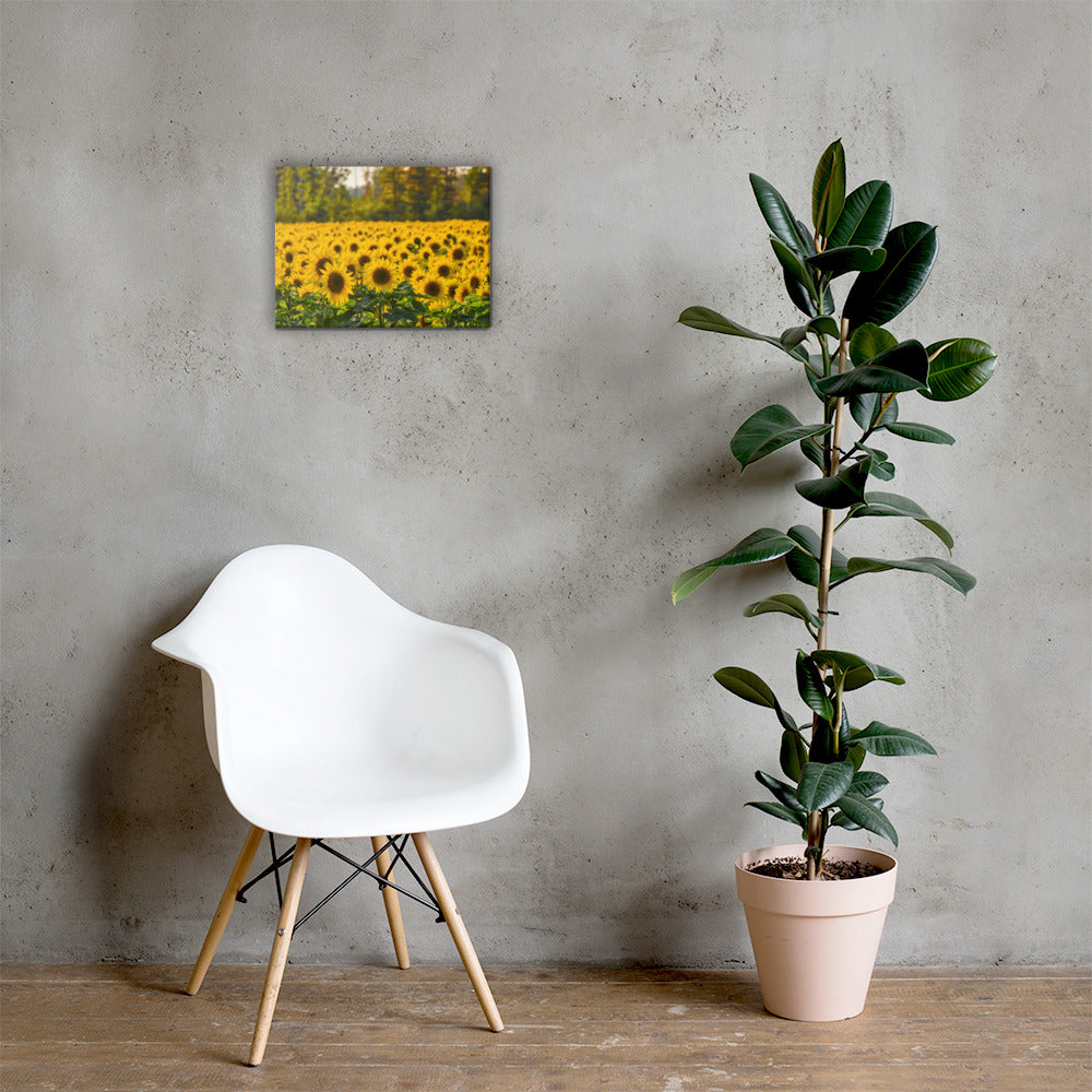 Sunflower Summer Canvas Print