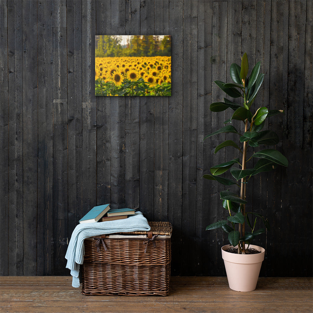 Sunflower Summer Canvas Print