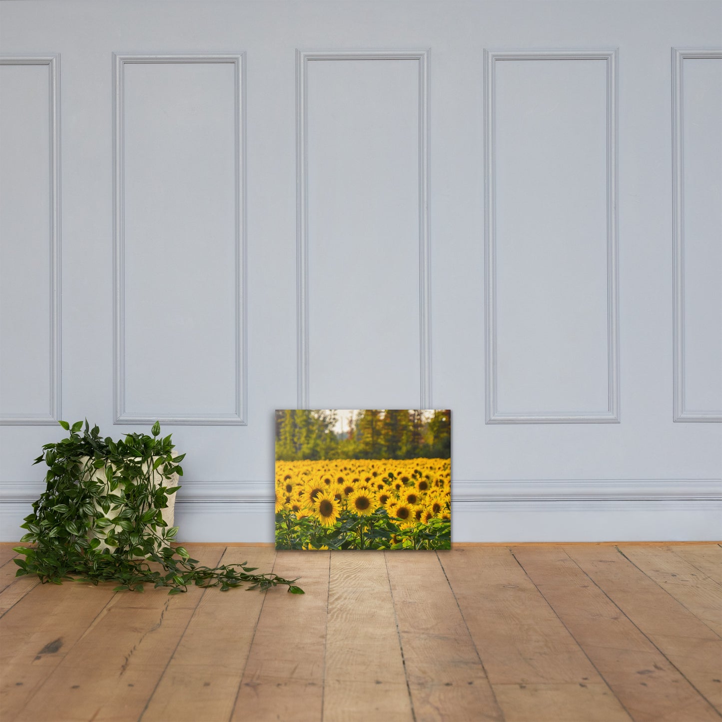 Sunflower Summer Canvas Print