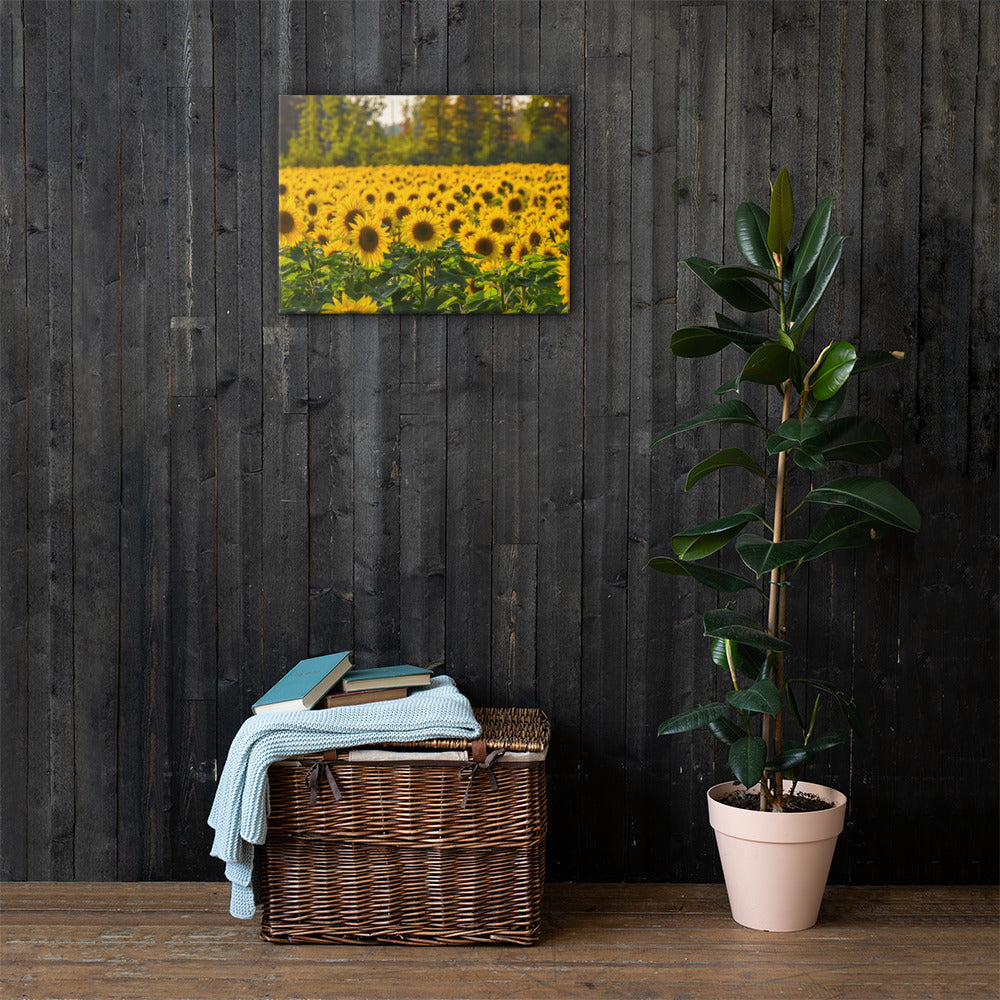 Sunflower Summer Canvas Print