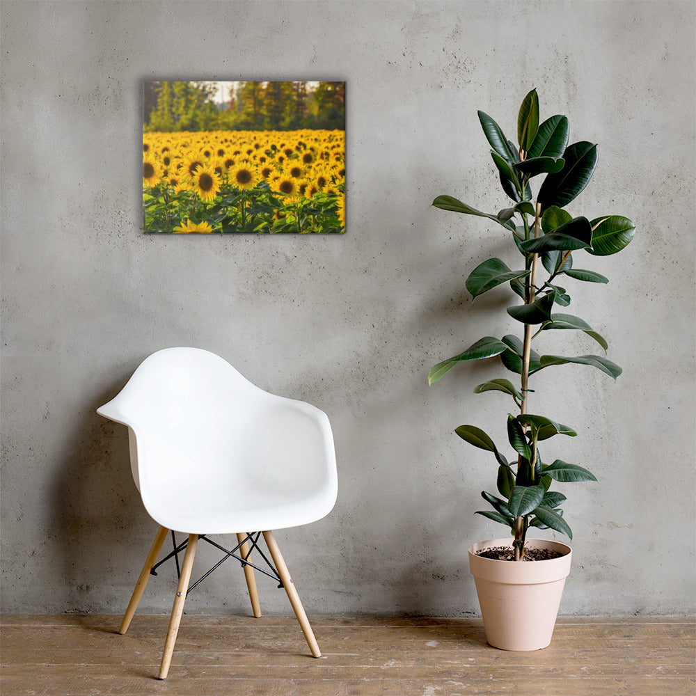 Sunflower Summer Canvas Print